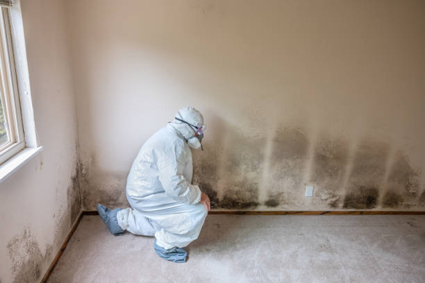 Best Attic Mold Removal  in Lakewood Park, TN